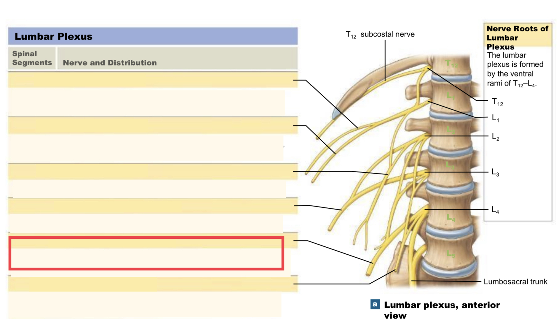 systemic nerve of the anterior leg that arises from the lumbar plexus