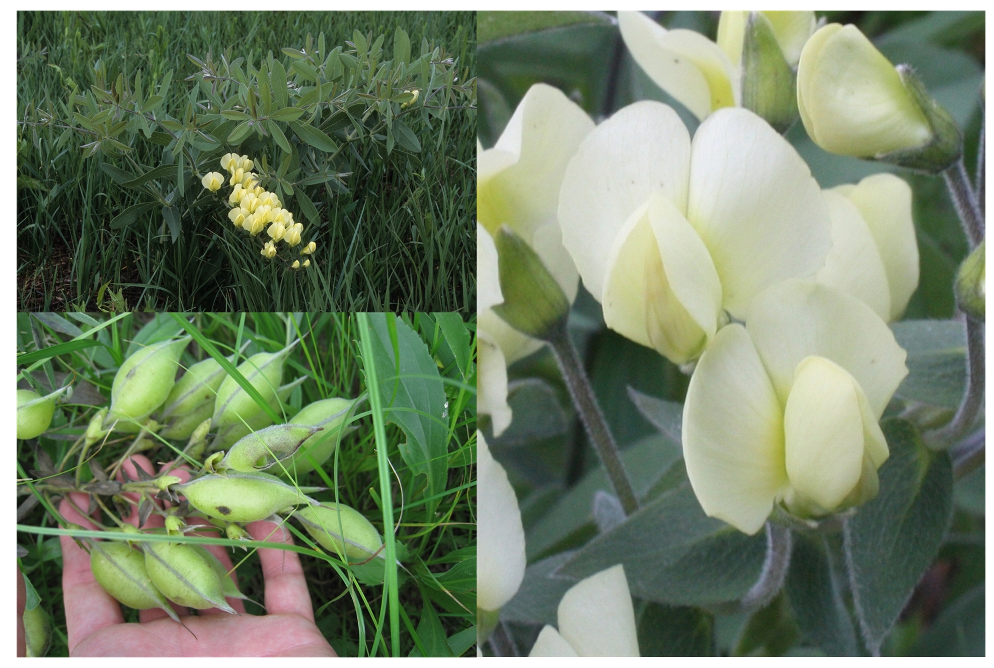 <p>(legume, compound leaves, stipules, raceme)</p>