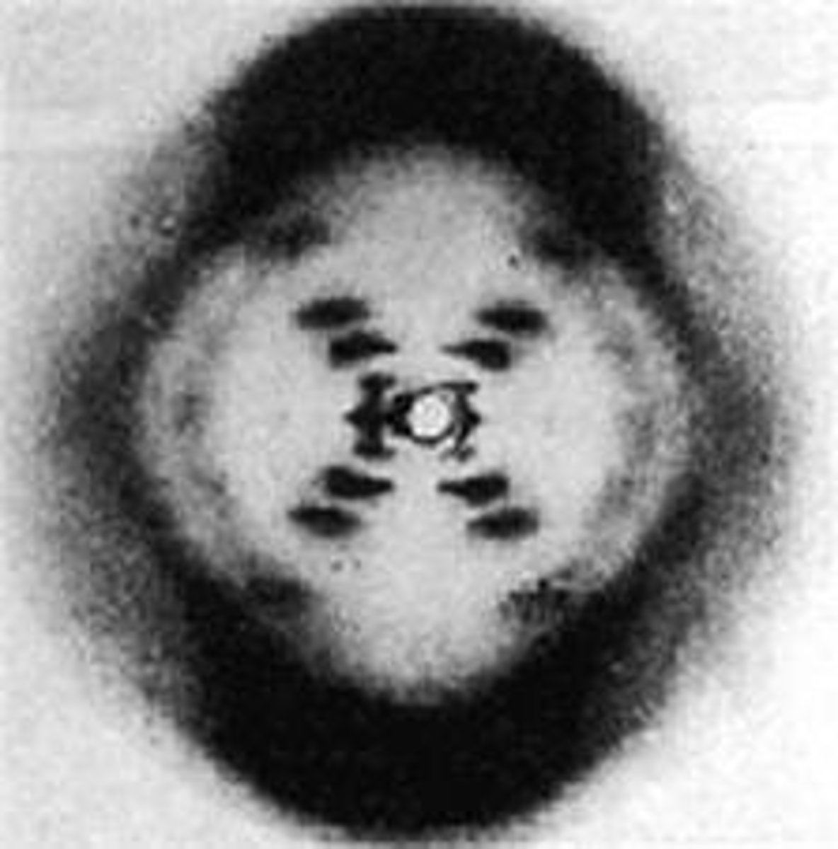 <p>Rosalind Franklin (1952)</p>