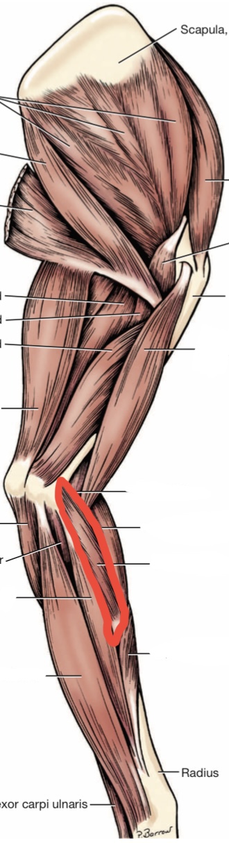 Identify the muscle outlined in red