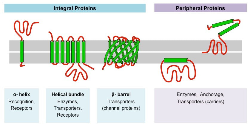 <p><strong>Integral </strong>proteins: go through the membrane, transport water and water soluble substances</p><p><strong>Peripheral </strong>proteins: only one side, can have enzymes (to speed up reactions) or cytoskeleton structure (to provide strength for the cell)</p>