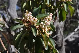 <p>Arbutus xalapensis</p>