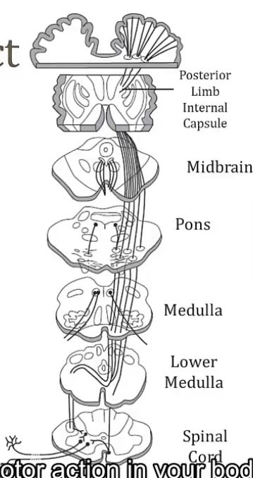 <p>-motor; muscle</p><p>-cortex; anterior horn; anterior horn; muscle</p><p>-medulla</p>
