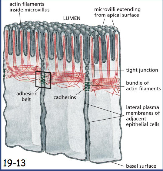 <p>A contractile bundle of actin filaments runs along the cytoplasmic surface of the junctional plasma membrane. The actin filament bundles are tethered by adaptor proteins to cadherins, which bind to cadherins on the adjacent cell</p><p>aids in pinching off of vesicles</p>