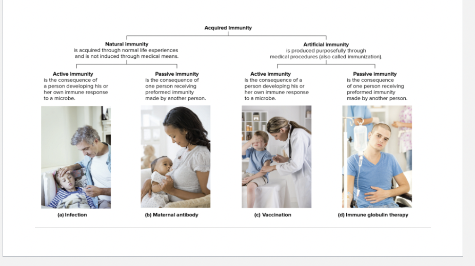 <p>Passive Immunity</p>