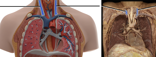 <p>drains blood from skull</p>