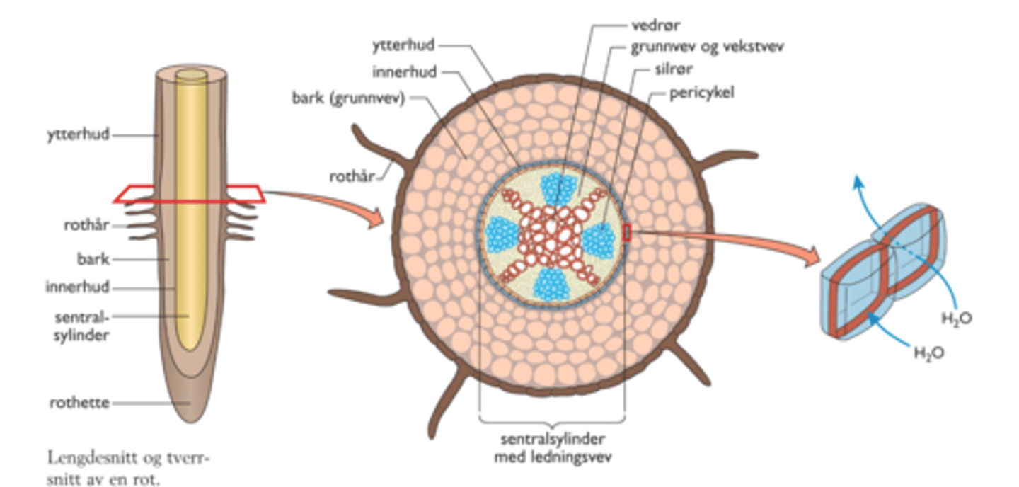 <p>Ligger innerst i rota. Her skjer all transport av vann + oppløste stoffer til resten av planter.</p><p>Finnes to ulike typer ledningsvev:</p><p>1. Vedrør (frakter vann + ioner)</p><p>2. Silrør (frakter fotosynteseprodukter - sukker + andre org. stoffer)</p><p>--> Vedrørene ligger innerst og soilrørene ligger ytterst</p>