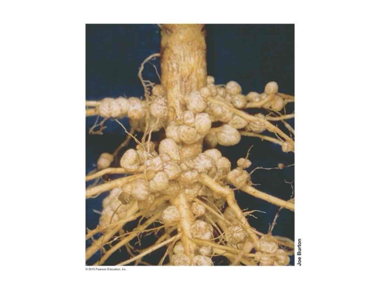 <p><em>Rhizobium leguminosarum</em> forms root nodules on legume plants, forming a symbiotic relationship, wherein bacterium fixes nitrogen into a bioavailable form and the plant provides nutrients and home for bacteria.</p>