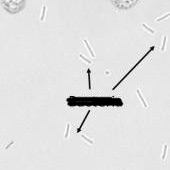 <ol><li><p>Identify structure found in urine.</p></li><li><p>What is the morphology?</p></li></ol><p></p>