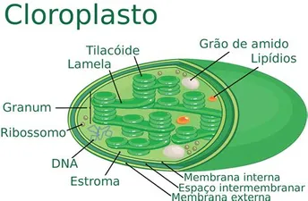 Mitochondrien und Chloroplasten