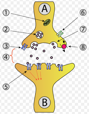 <p>Het proces waarbij <strong>neurotransmitters vanuit blaasjes het synaptische membraan passeren</strong> om in de <strong>synapsspleet </strong>te komen.</p>