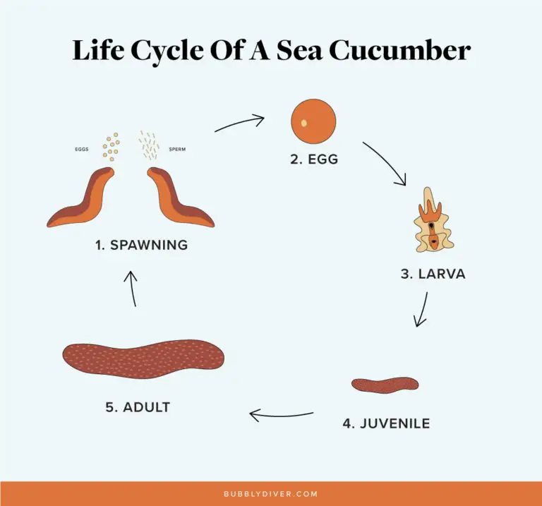 <p>Sea Cucumbers</p>