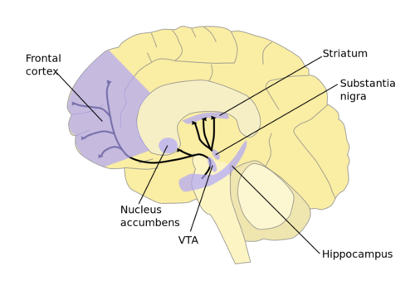 <p>Key structures in reward system (mesolimbocortical DA)</p>