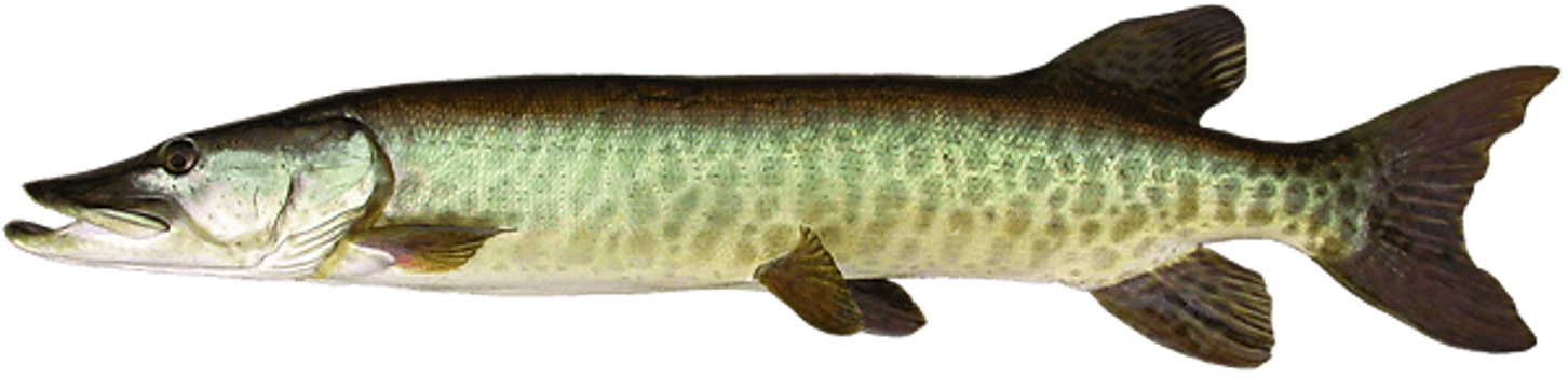 <p><span>Esocide;</span></p><p><span>Muskellunge;</span></p><p><span><span>Esox masquinongy&nbsp;</span></span></p>