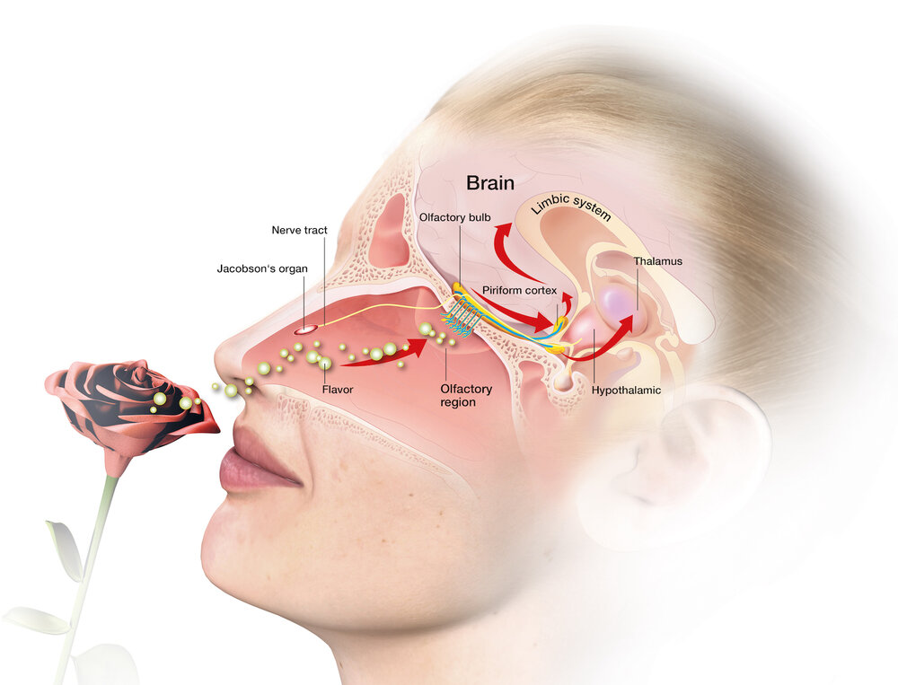 <p><strong><span style="font-family: Arial, sans-serif">Odorant pass into the nose and nasal cavity → contact the olfactory epithelium (a thin layer of tissue within the nasal cavity that contains the receptors for smell) → olfactory bulb (the brain center for smell in the frontal cortex) → information for weather the smell is pleasant or unpleasant is process in the prefrontal cortex</span></strong></p><p></p>