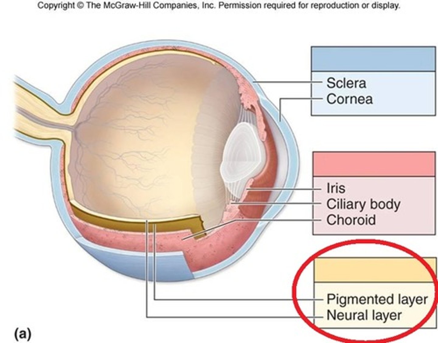 <p>Retina layer> Pigmented layer and neutral layer</p>