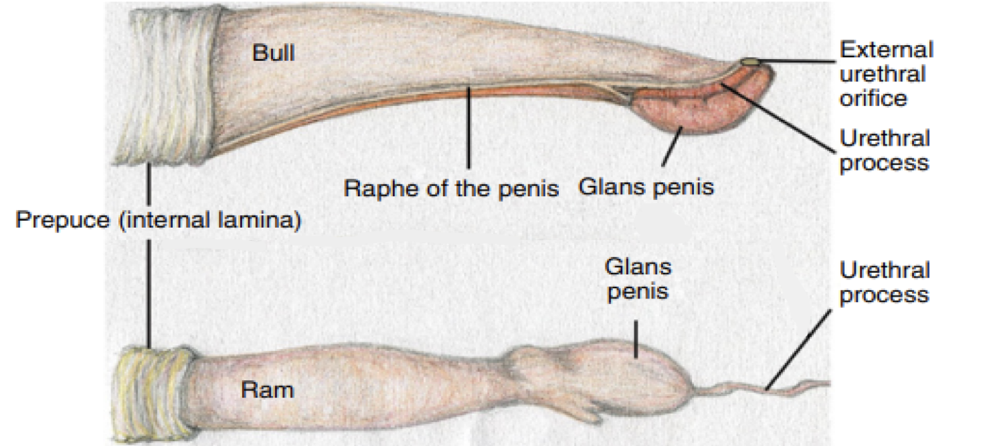 <p>The glans penis of BOTH is small and soft, slightly cone shaped with ventral deviation of tip.  HOWEVER:</p><ul><li><p><strong>Small ruminants - </strong>have a distinct extension called the <strong>urethral process</strong></p><ul><li><p>Looks like a little hair ***** BIG defining feature, remember for PSQ</p></li></ul></li><li><p><strong>Big ruminants -</strong> Have an atypical ligament which causes a slight <strong>left spiral of the glans</strong>… if severe, can cause fertility issues </p></li></ul><p></p>