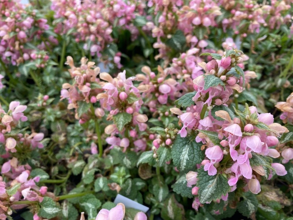 <p>Lamium maculatum - Lamiaceae</p>