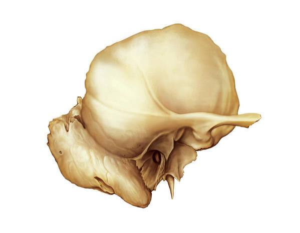 <p>Identify the bone.</p>