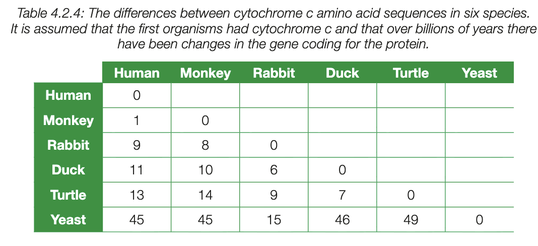 <ul><li><p>cytochrome c is protein necessary for aerobic repiration in virutally all living organisms </p></li><li><p>varies from one species to another, dregree of similarity in amino acid sequences between species indicate closeness of evolutionary relationsships</p></li><li><p>e.g - humans and chimpanzee match at all 104 amino acid postionts, indicates very close evolutionary relationship</p></li></ul><p></p>