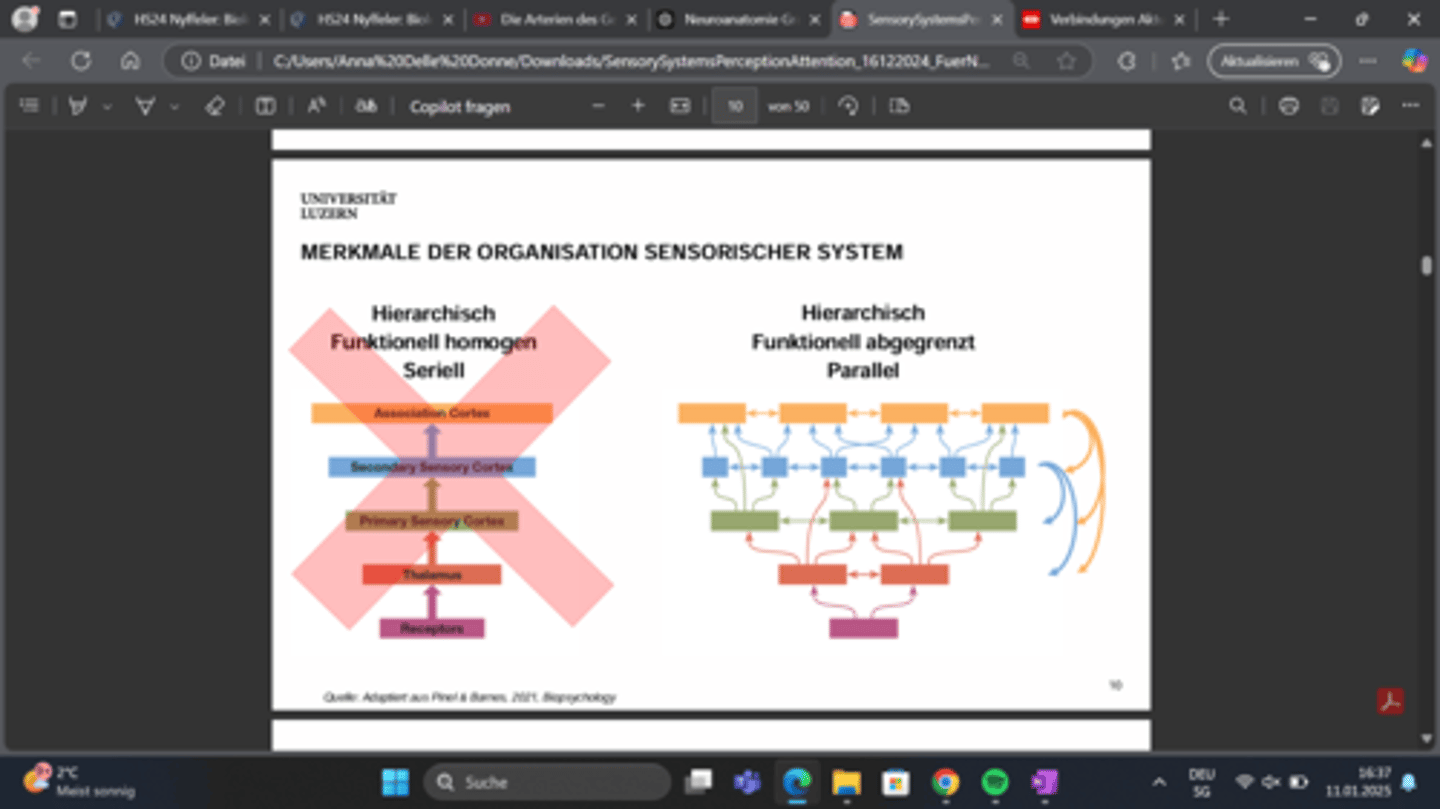 <p>hierarchisch funktionell abgegrenzt parallel</p>