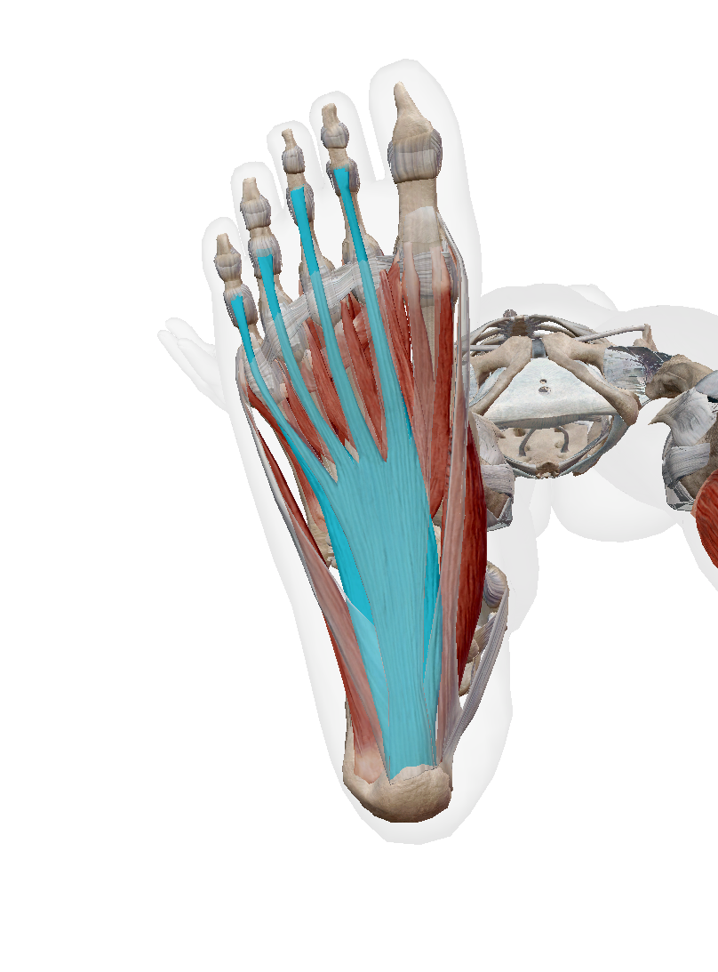 <p>Label the muscle</p>