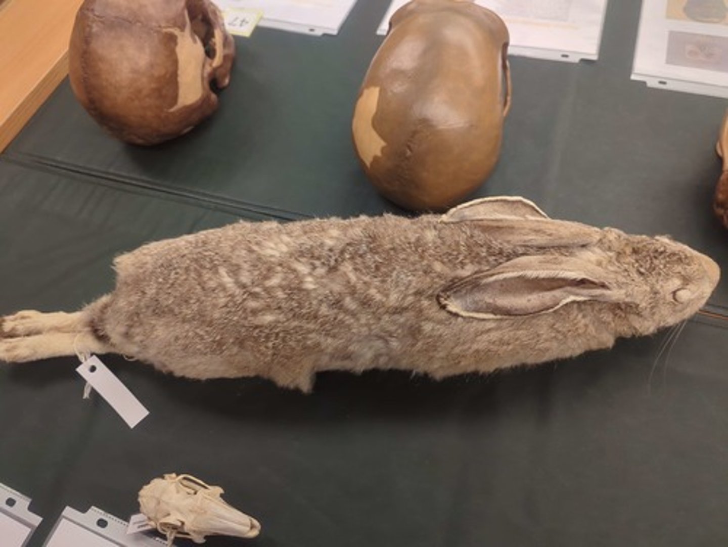 <p>What animal is this?</p>