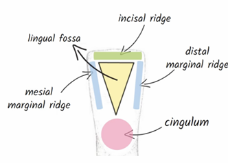 <p>concave surface with small cingulum </p>