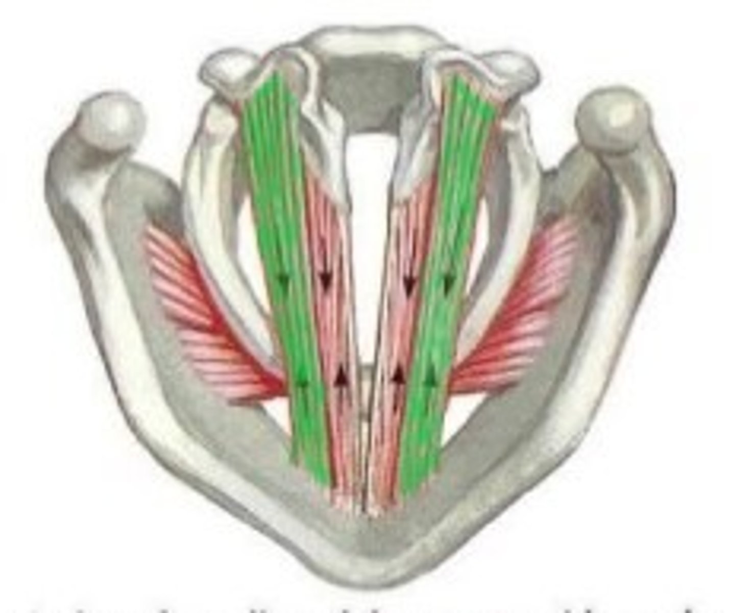 <p>Runs parallel to the vocal ligaments</p>