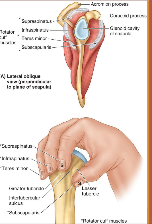 <p>SITS</p><ul><li><p>supraspinatus</p></li><li><p>infraspinatus</p></li><li><p>teres minor</p></li><li><p>subscapularis</p></li></ul><p></p>