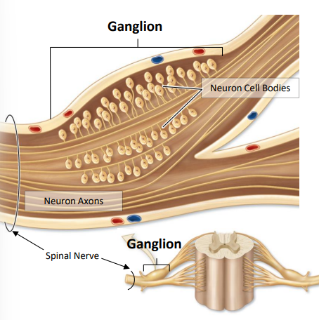 <p>localized cluster of neuron cell bodies and associated glial cells , found along the length of a nerve in PNS</p>