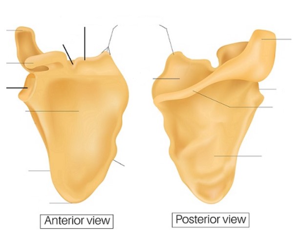 <p>Left side: acromion, Coracoid process, glenoid cavity, subscapular fossa, lateral border, inferior angle</p><p>Right side: acromion, lateral angle, spine, infraspinous fossa</p><p>Middle (start left middle then move down, 5 total): scapular notch, superior border, superior angle, supraspinous fossa, medial border</p>