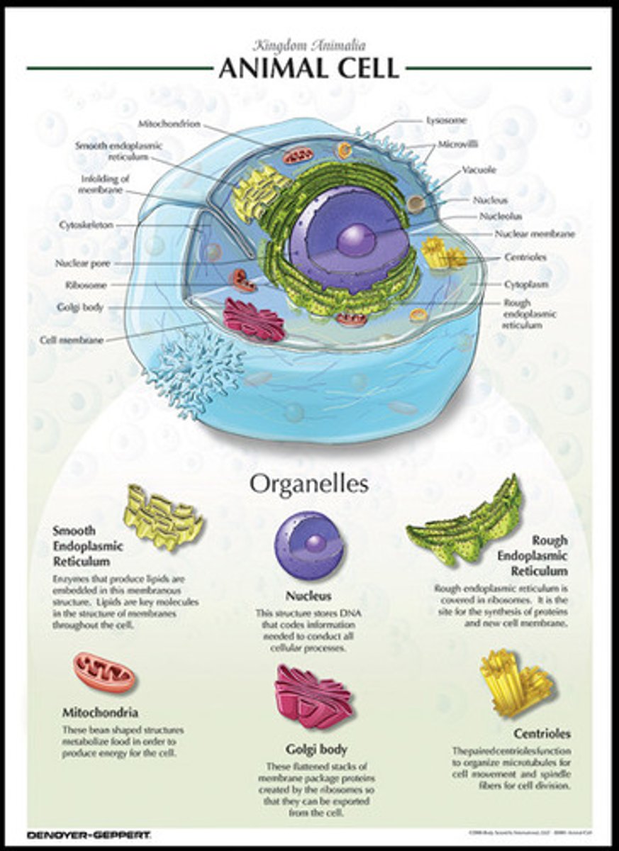 <p>Any of a number of organized or specialized structures within a living cell.</p>