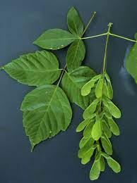 Boxelder maple:

Compound slightly toothed leaves, v-shaped fruit