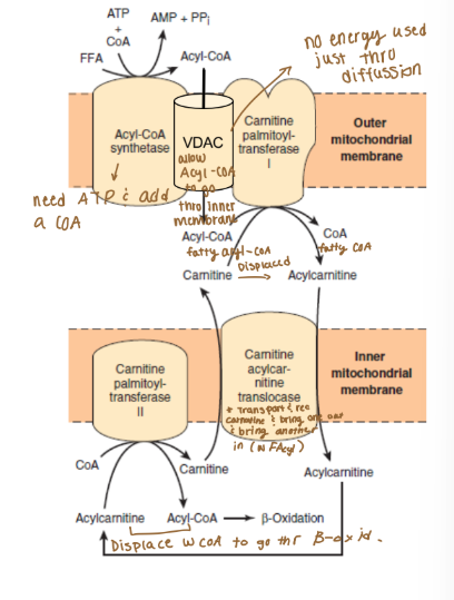 <p>Outer Membrane (lipid catabolism, lipid transport) </p>
