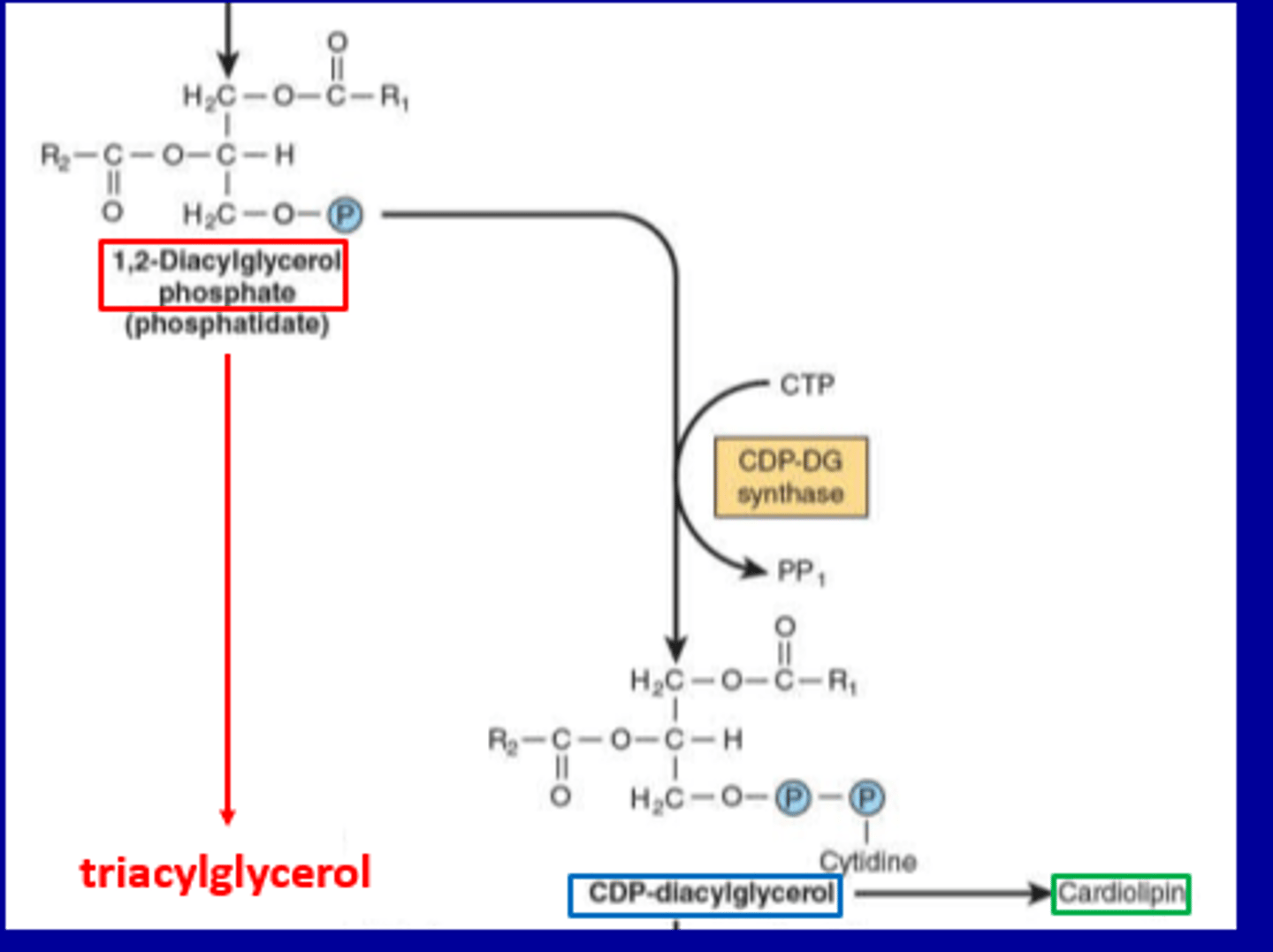 <p>Triacylglycerol (TAG) Synthesis</p><p>Phosphatidate is converted to Diacylglycerol (DAG) via phosphatidate phosphohydrolase</p><p>DAG then reacts with Acyl-CoA to form Triacylglycerol Enzyme: Diacylglycerol acyltransferase</p><p>2. Phospholipid Synthesis via CDP-Diacylglycerol</p><p>Phosphatidate reacts with CTP to form CDP-Diacylglycerol </p><p>Enzyme: CDP-diacylglycerol synthase</p><p>CDP-Diacylglycerol is a precursor for: Cardiolipin (important for mitochondrial membranes) </p><p>Other phospholipids like phosphatidylinositol and phosphatidylglycerol</p>