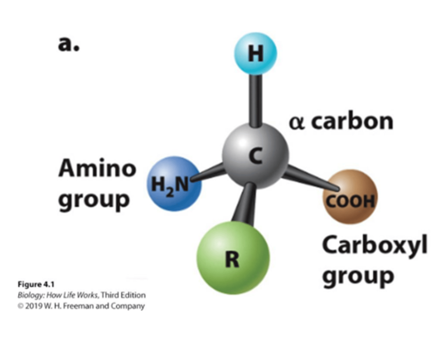 <p>1. Proteins and polymers are made of monomers called amino acids. <br>2. Amino acids consist of a central carbon atom (α carbon). <br>3. The central carbon atom is covalently bonded to amino and carboxyl functional groups, a hydrogen, and a side chain or R group. <br>4. The R groups make each amino acid unique and are responsible for the chemical and physical properties of each amino acid monomer</p>