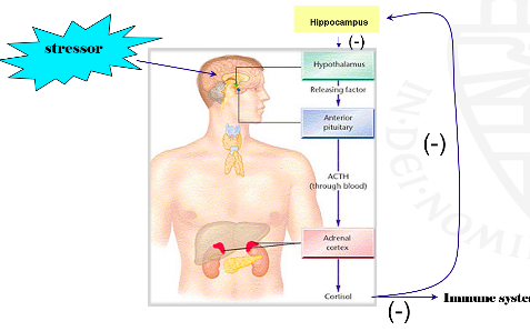 <p>How does HPA axis work?</p>