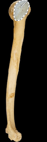 <p>Humerus, lateral view, right side</p>