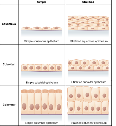 <ul><li><p>simple (one layer)</p></li><li><p><span style="background-color: transparent;"><span>Stratified (multiple layers)</span></span></p></li></ul><p></p>