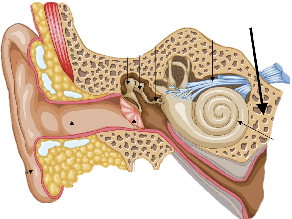 <p>Name the feature of the ear ossicle</p>