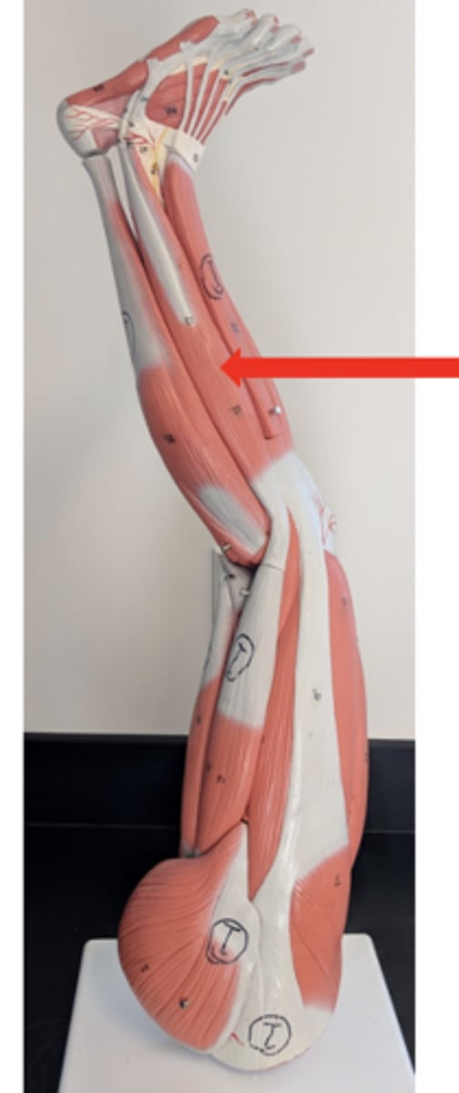 <p>what is this?</p>