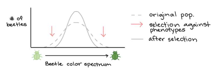 <ul><li><p>favours individuals with an “average” value for a trait </p></li><li><p>selects against those with extreme values </p></li><li><p>tends to keep allele frequencies relatively constant, thereby limiting evolution </p></li></ul><p></p><p>Example: human birth weight </p><p></p>