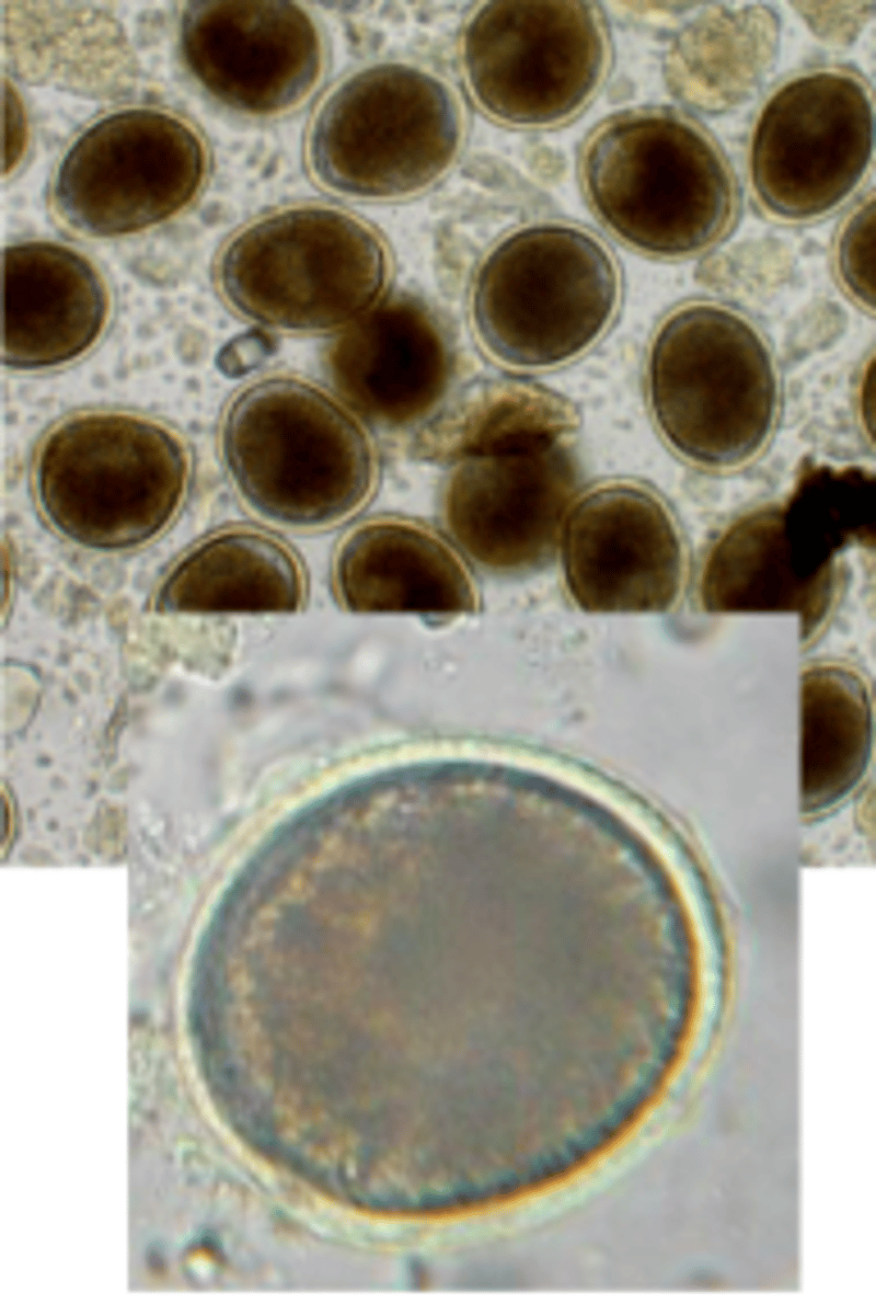<p>Toxocara cati</p>