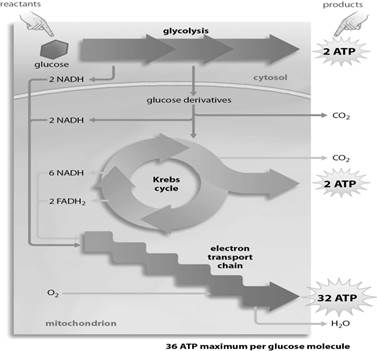 Which stage or stages of aerobic respiration require both NAD+ and ADP as reactants?