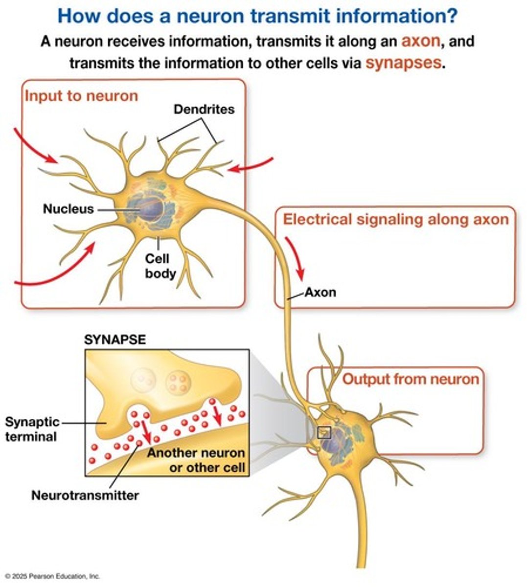 <p>Highly branched extensions of a neuron that receive signals from other neurons.</p>
