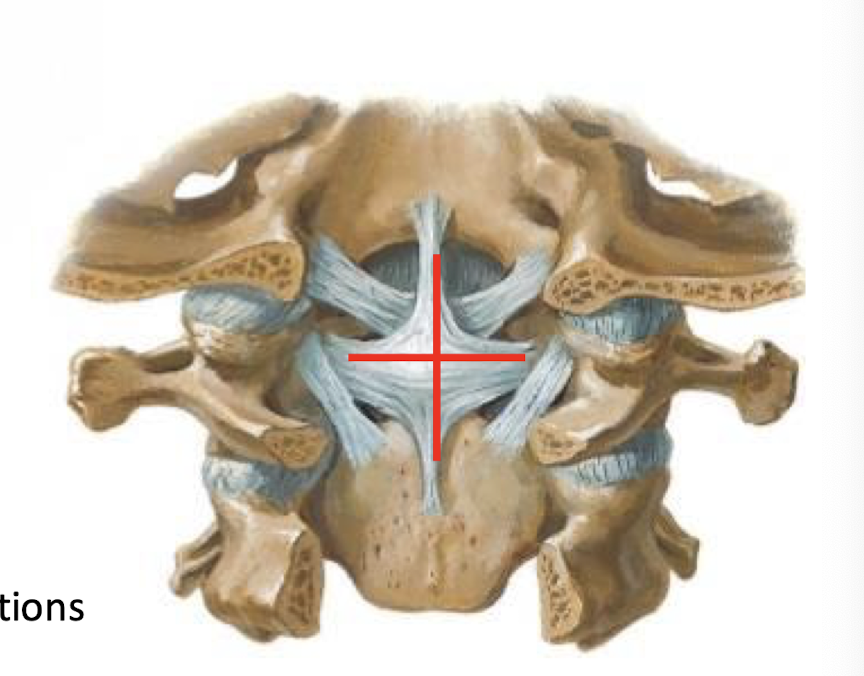 <p><span><strong>stabilizing ligament of the atlantoaxial joint</strong></span></p><p>has transverse and Longitudinal portions; </p><p>lies deep to the Tectorial membrane</p>