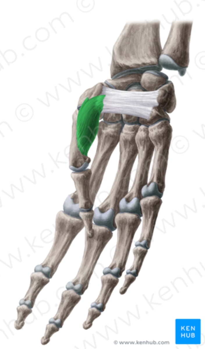 <p>Welke spier is dit?</p>