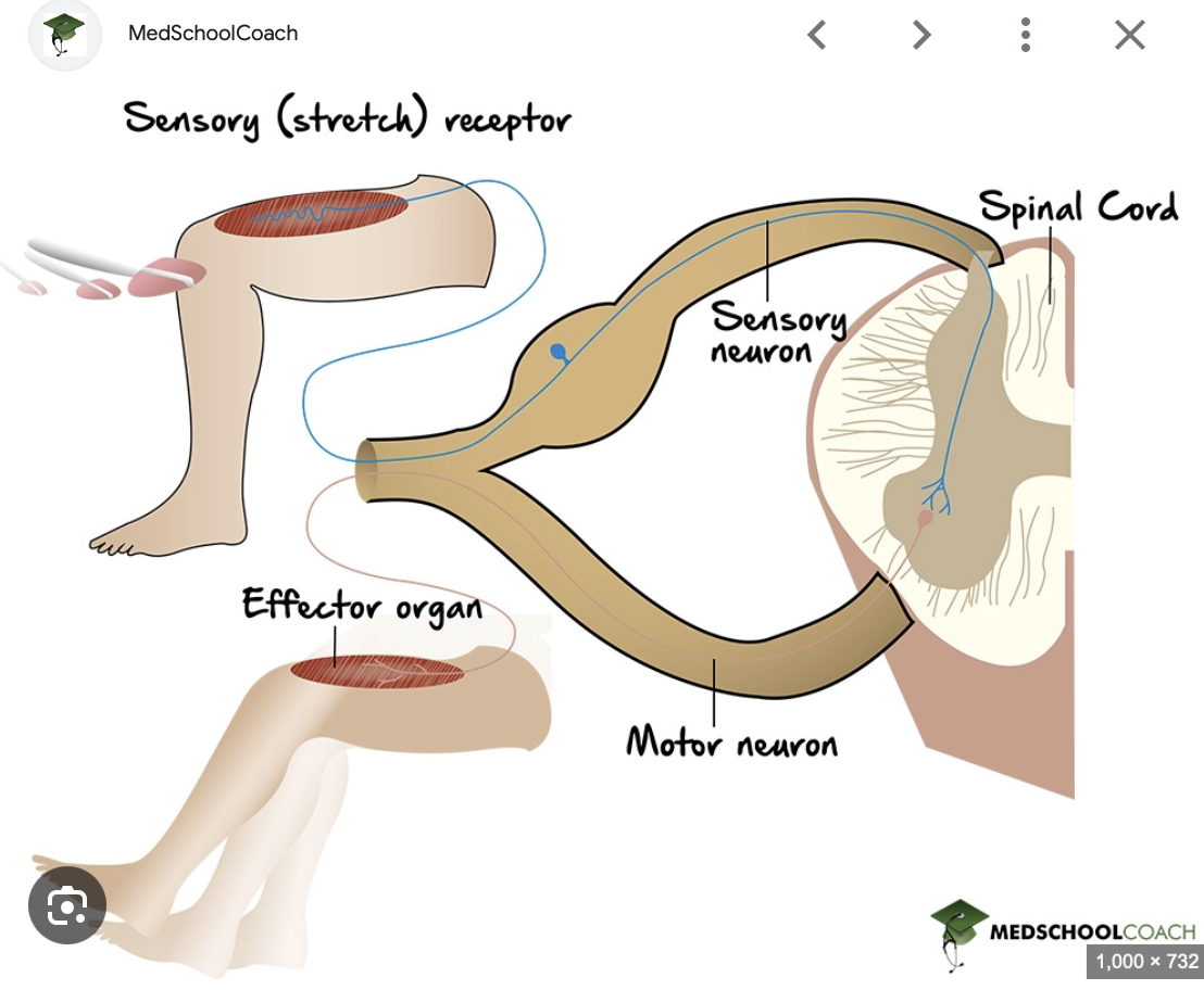 <p>Patellar reflex arc know diagram</p>