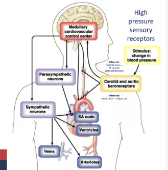 <p>sensory nerve takes signal to cardiovascular control centre in the brain, sympathetic neurones synapse on SA node increasing heart rate, synapse on ventricular muscle increasing force of contraction, synapse on arterioles causing peripheral vasoconstriction (α₁ receptor), also cause vasoconstriction shunting blood into the arteries (barrow receptor reflex) </p>